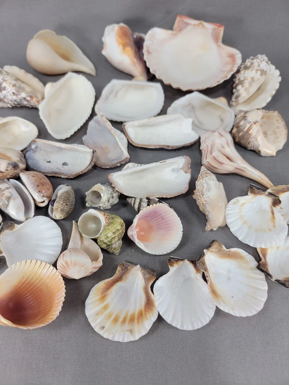 Assorted Seashell Shell Lot Coastal Beach Wedding Crafts Nautical Decor